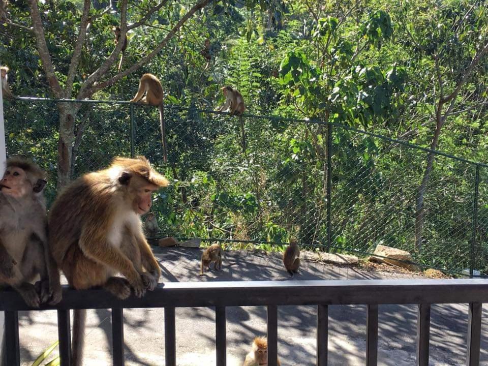 The Grand Hills Bed & Breakfast แคนดี้ ภายนอก รูปภาพ